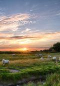 A field of sheep and the sun is setting in the middle of the photo.