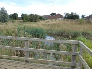 A pond in the Wing Parish development.